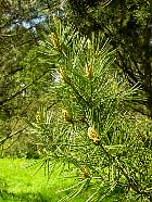 Lace-Bark Pine, needles
