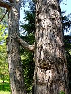 Austrian Pine, trunk
