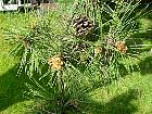 Austrian Pine, needles