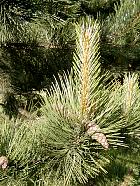 Austrian Pine, pictures