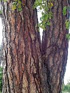 Austrian Pine, trunk