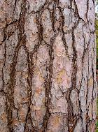 Scotch Pine, Scots Pine, bark