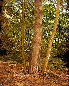 Pin sylvestre, Tilleul