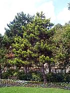 Scotch Pine, Scots Pine, outline
