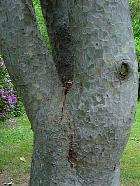 Lace-Bark Pine, trunk