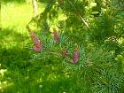 Siberian Dwarf Pine, needles