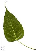 Sacred Fig, leaf