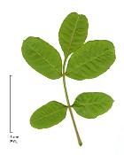 Pistachio, leaf