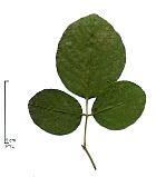 Pistachio, leaf