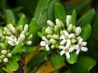 Pittosporum, pictures