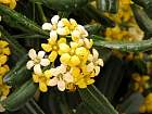 Pittosporum, flower