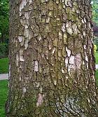 Persimmon Europe, bark