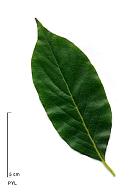 Persimmon Europe, leaf