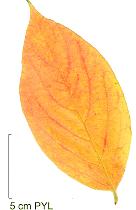 Plaqueminier de Virginie, feuilles d'automne