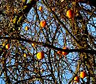 Persimmon Europe, pictures