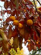 Persimmon Europe, pictures