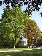 Platane, Marronnier