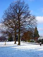 London Plane, Hybrid Plane, snowy landscape