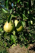 Common Pear, pictures