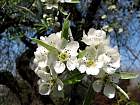 Willow-leaf Pear, flower