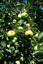 Apple tree, pictures