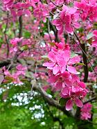 Japanese Flowering Crabapple, pictures