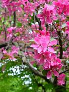 Japanese Flowering Crabapple, flower