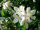 Japanese Flowering Crabapple, flower