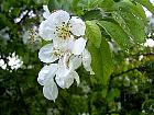 Japanese Flowering Crabapple, flower