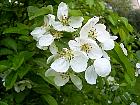 Japanese Flowering Crabapple, flower