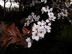 Japanese Flowering Crabapple, flower