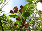 Japanese Flowering Crabapple, flower