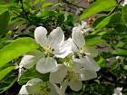 Japanese Flowering Crabapple, flower