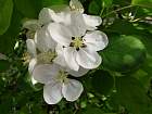 Japanese Flowering Crabapple, flower