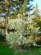 Japanese Flowering Crabapple, flower