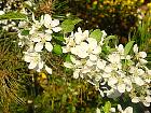 Japanese Flowering Crabapple, flower