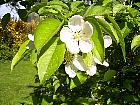 Japanese Flowering Crabapple, flower