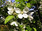 Japanese Flowering Crabapple, flower