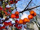 Japanese Flowering Crabapple, snowy landscape