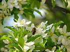 Apple tree, flower