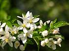 Apple tree, flower