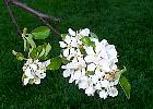 Apple tree, flower