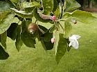 Apple tree, flower