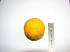 Trifoliate Orange, pictures