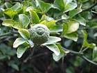 Trifoliate Orange, pictures