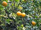 Trifoliate Orange, pictures