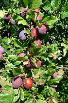 Cherry Plum, Myrobalan Plum, pictures