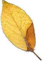 Cherry Plum, Myrobalan Plum, leaf