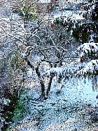 Cherry Plum, Myrobalan Plum, snowy landscape