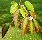 Prunus automnalis, fleur
